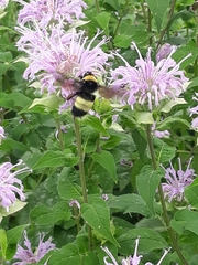 Bombus auricomus