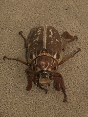 Polyphylla variolosa