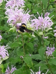 Bombus auricomus
