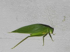 Microcentrum marginatum