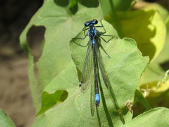 Zoniagrion exclamationis
