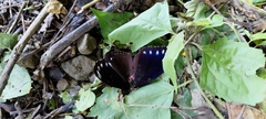 Euploea sylvester swinhoei