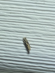 Melanocinclis lineigera