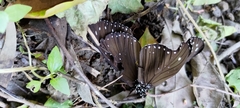Euploea sylvester swinhoei