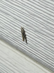 Melanocinclis lineigera