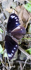 Euploea sylvester swinhoei