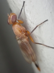 Zacompsia fulva
