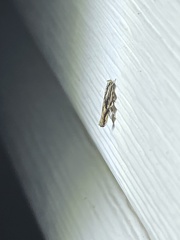 Melanocinclis lineigera