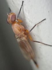 Zacompsia fulva