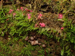 Lycogala exiguum