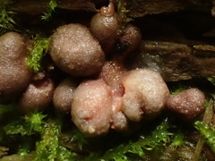 Lycogala exiguum