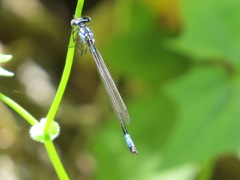 Zoniagrion exclamationis