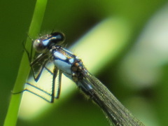 Zoniagrion exclamationis