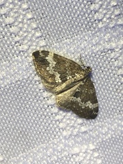 Perizoma alchemillata