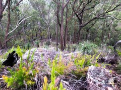 Caustis blakei macrantha