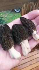 Morchella australiana