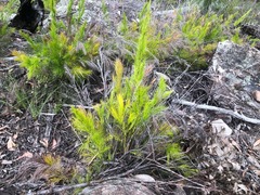 Caustis blakei macrantha