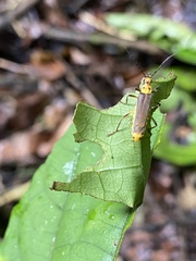 Chauliognathus sticticus