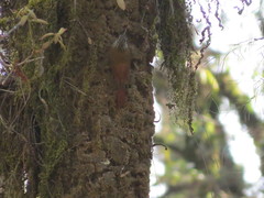 Lepidocolaptes leucogaster