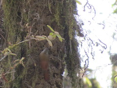 Lepidocolaptes leucogaster