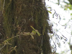 Lepidocolaptes leucogaster