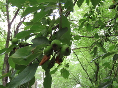 Malus ioensis