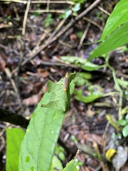 Chauliognathus sticticus