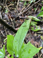 Chauliognathus sticticus