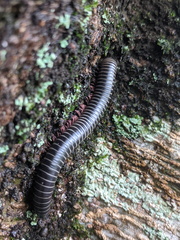 Australocricus sennae