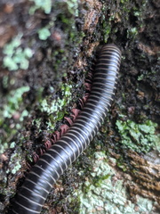 Australocricus sennae
