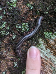 Australocricus sennae
