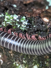 Australocricus sennae