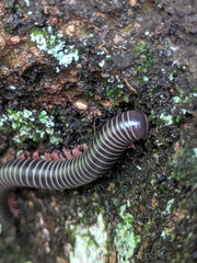 Australocricus sennae