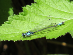 Zoniagrion exclamationis