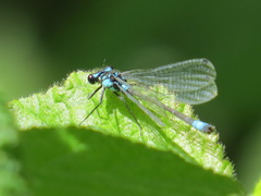 Zoniagrion exclamationis