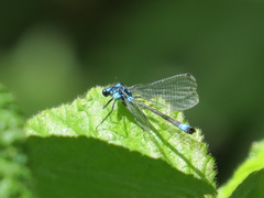 Zoniagrion exclamationis