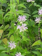 Bombus auricomus