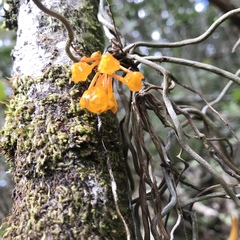 Microcoelia gilpiniae