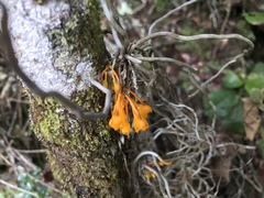 Microcoelia gilpiniae