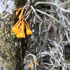 Microcoelia gilpiniae