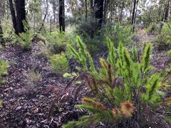 Caustis blakei macrantha