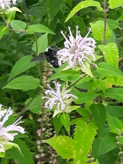 Bombus auricomus