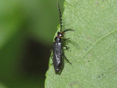 Tytthonyx erythrocephala