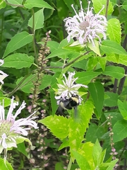 Bombus auricomus