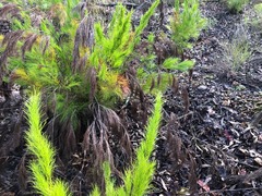 Caustis blakei macrantha