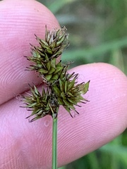 Carex pachystachya