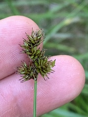 Carex pachystachya