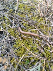 Pachyiulus cattarensis