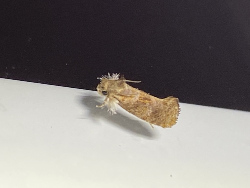Panama Grass Tubeworm Moth photo 4