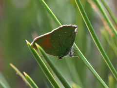 Callophrys affinis
